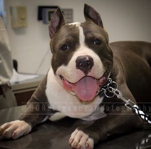 Meet your Posher, Andy